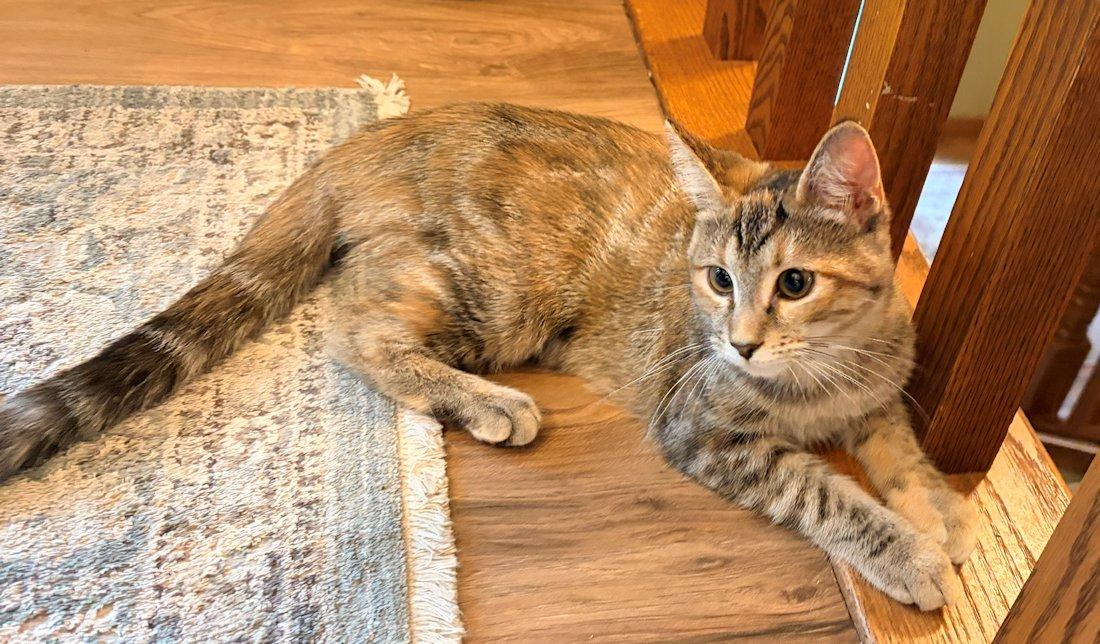 Brandy and Piper, Adoptable, Kitten Female Domestic Short Hair.