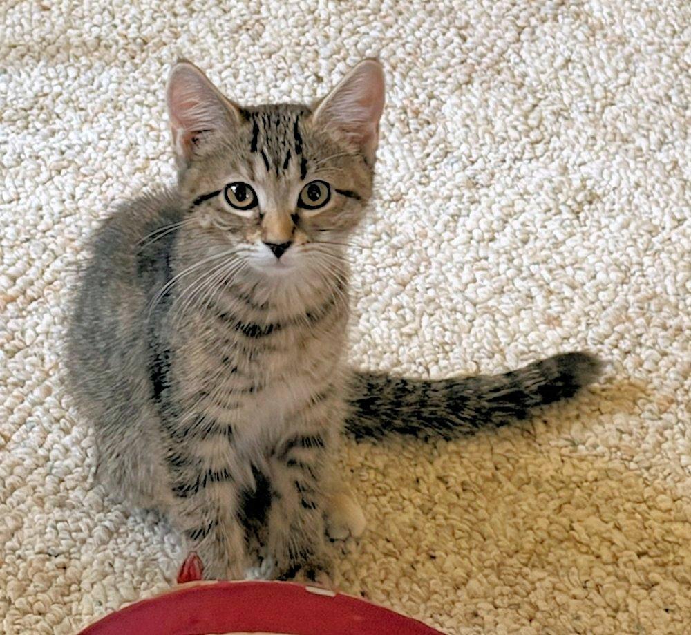 Brandy and Piper, an adoptable Domestic Short Hair in White Bear Lake, MN image 2/4