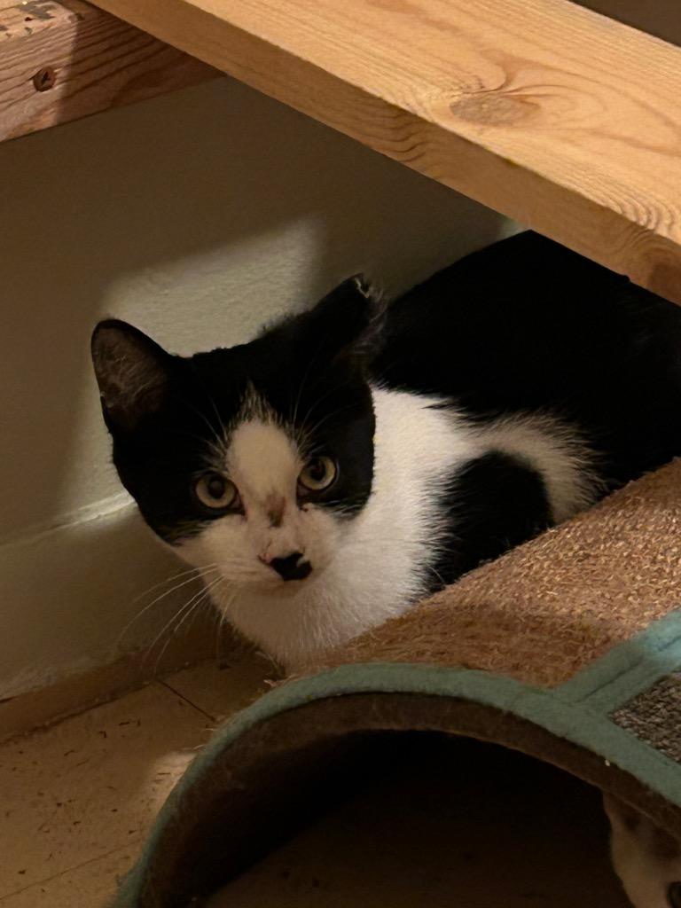 Mr. Misty, a Adoptable Domestic Short Hair in Cloquet, MN image 1/3