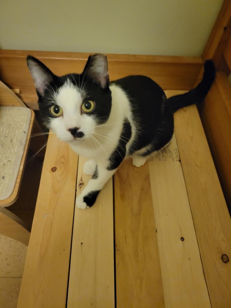 Mr. Misty, a Adoptable Domestic Short Hair in Cloquet, MN image 2/3