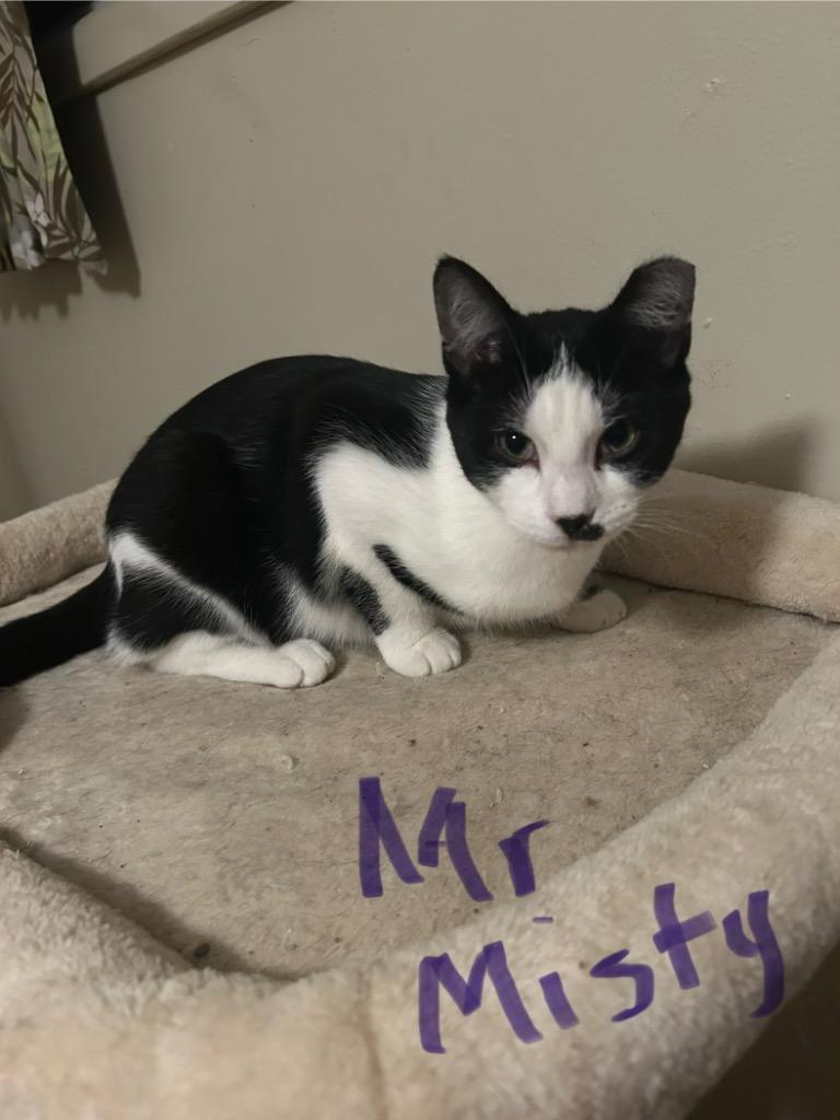 Mr. Misty, a Adoptable Domestic Short Hair in Cloquet, MN image 3/3