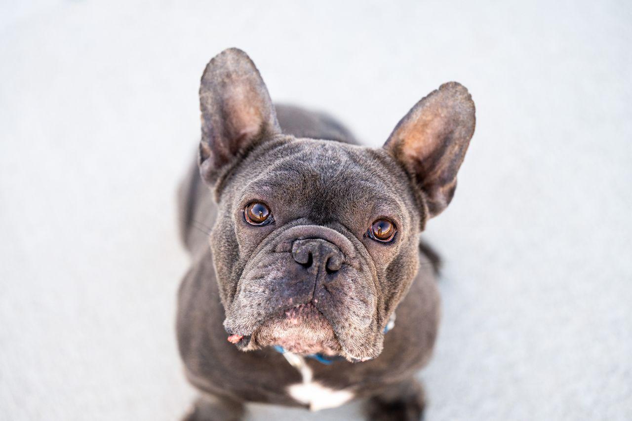 Tony, adopted, Adult Male French Bulldog.