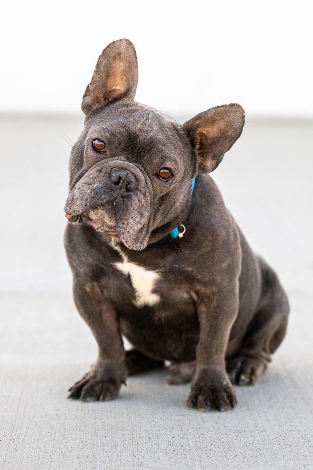 Enlarge Tony, an adopted French Bulldog in Othello, WA image 3/3
