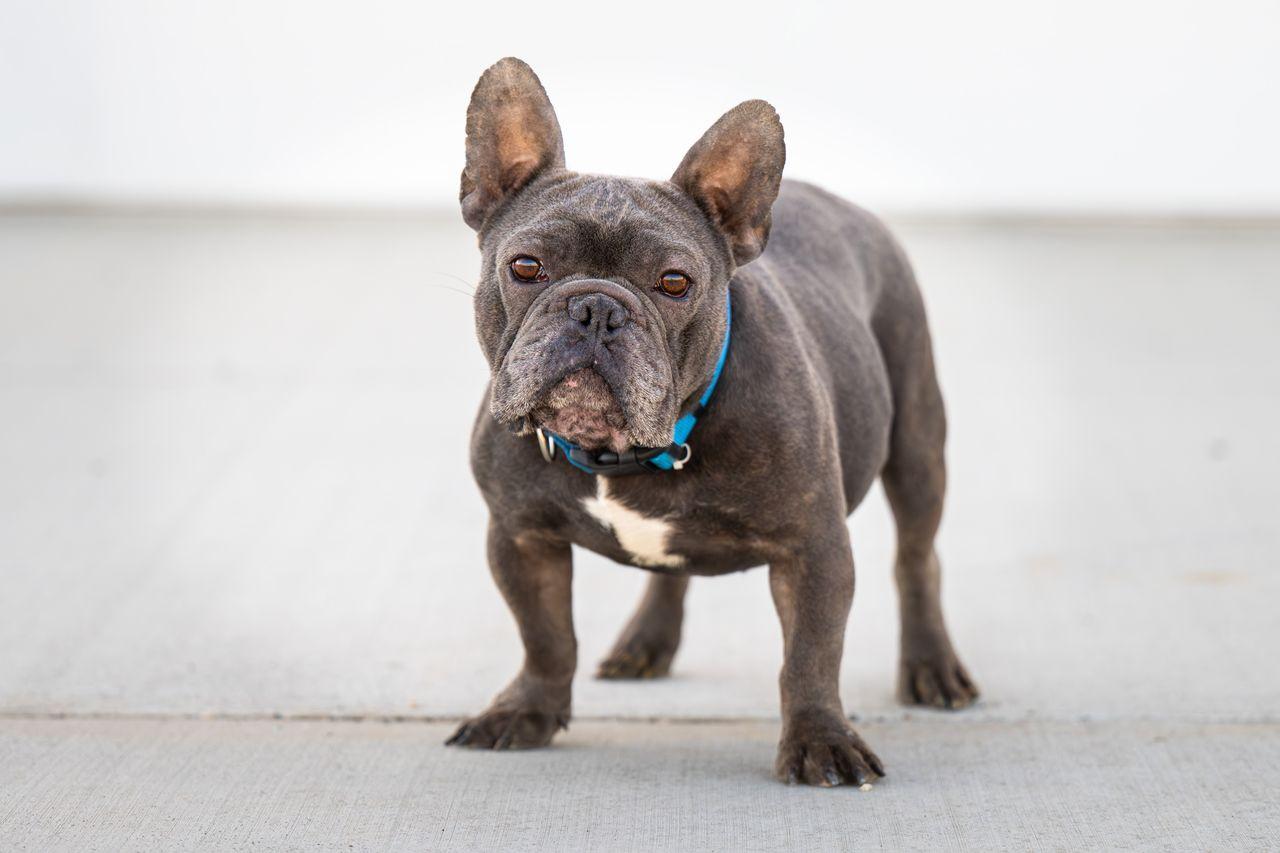 Enlarge Tony, an adopted French Bulldog in Othello, WA image 2/3