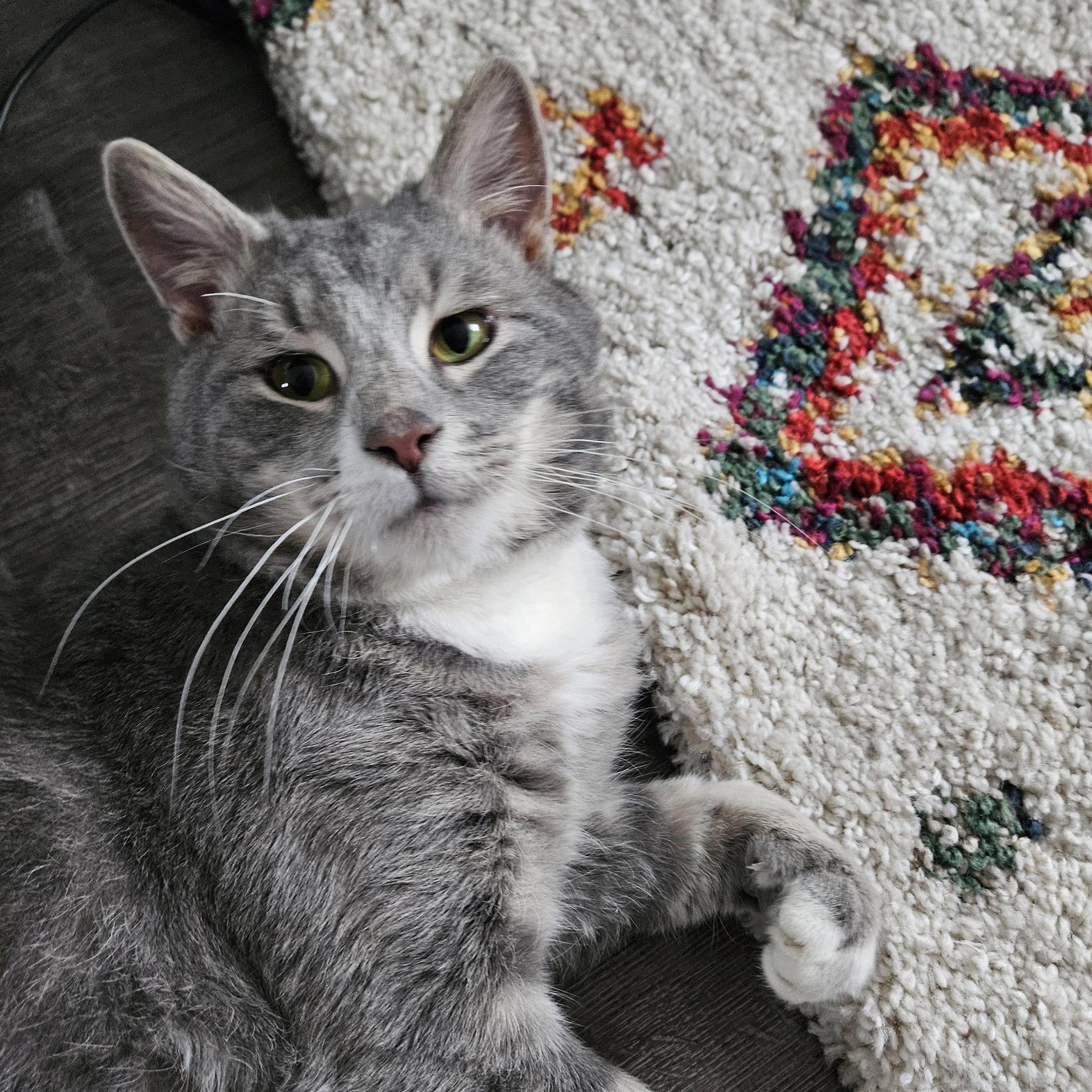 Enlarge Bubbles, a ADOPTABLE mixed breed in Harrisburg, PA image 1/5