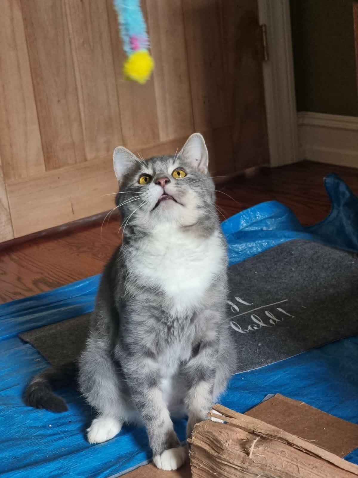 Enlarge Bubbles, a ADOPTABLE mixed breed in Harrisburg, PA image 4/6