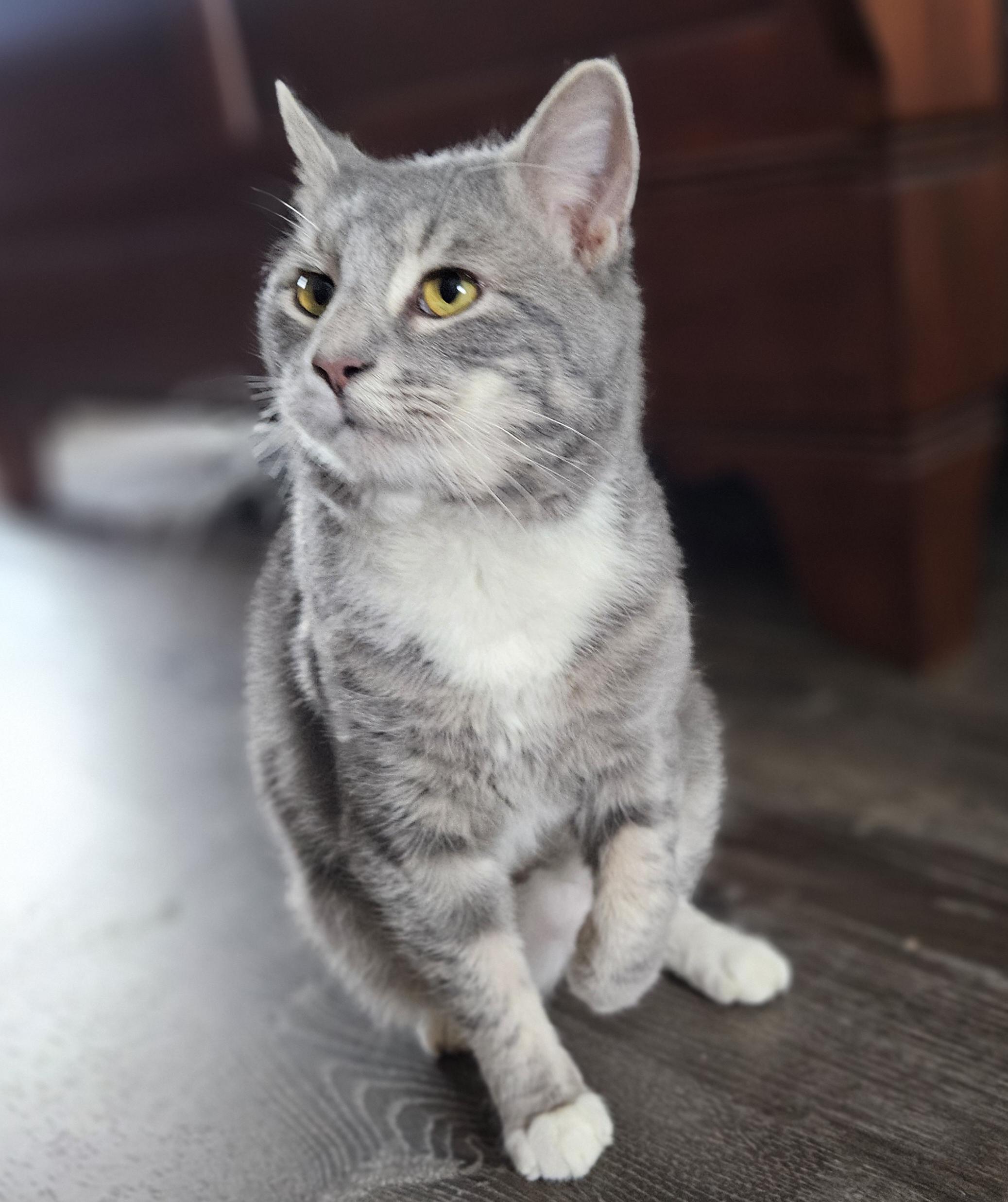 Enlarge Bubbles, a ADOPTABLE mixed breed in Harrisburg, PA image 2/5