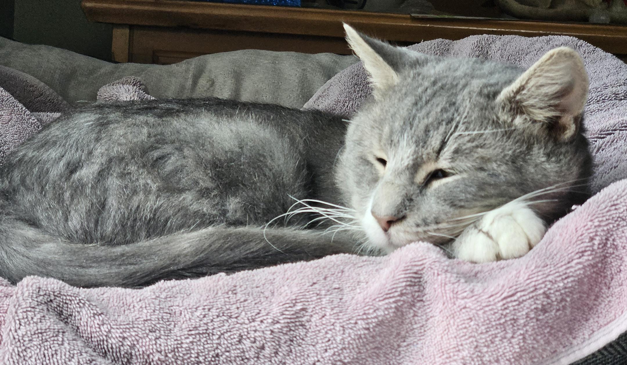 Enlarge Bubbles, a ADOPTABLE mixed breed in Harrisburg, PA image 3/5