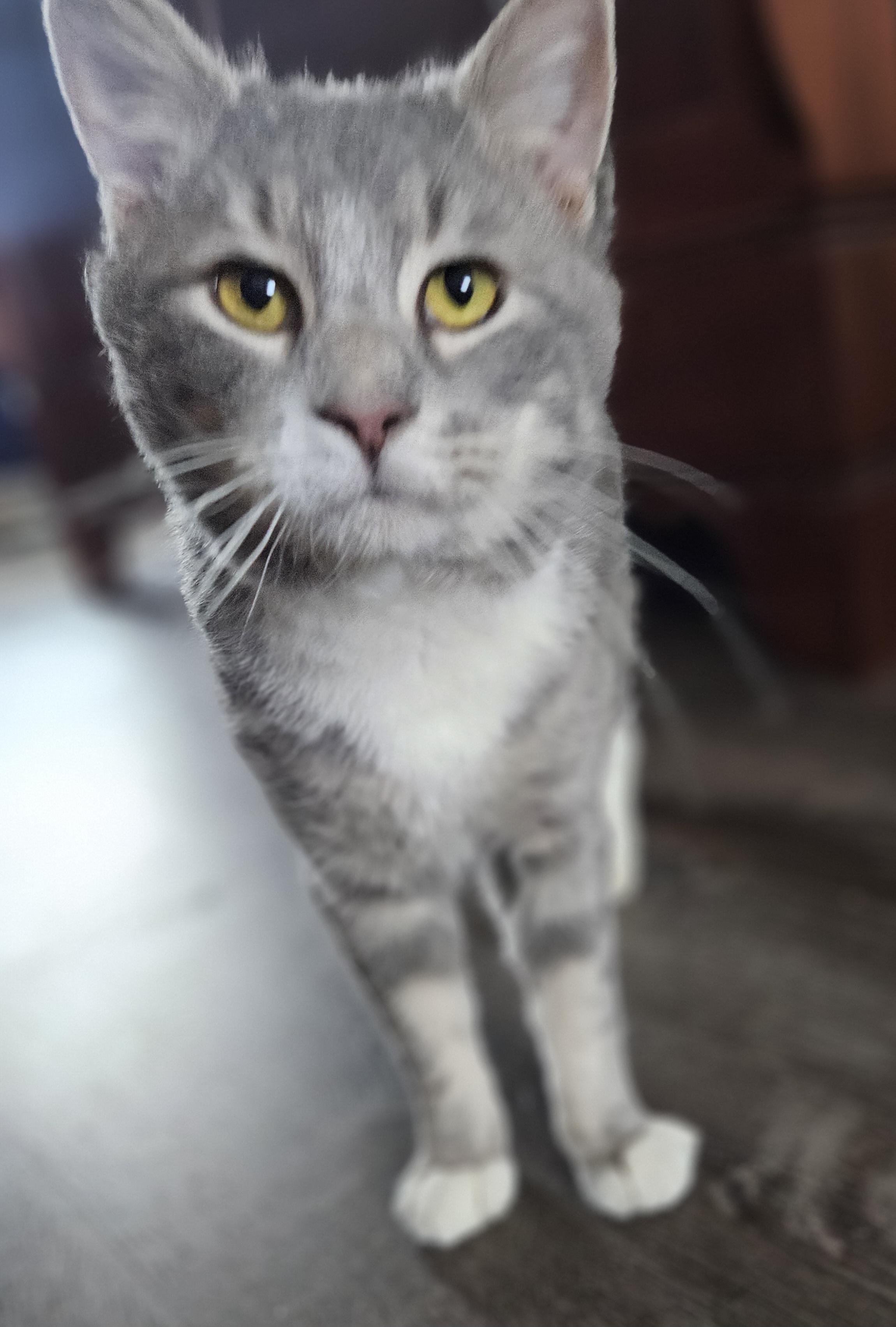 Enlarge Bubbles, a ADOPTABLE mixed breed in Harrisburg, PA image 4/5