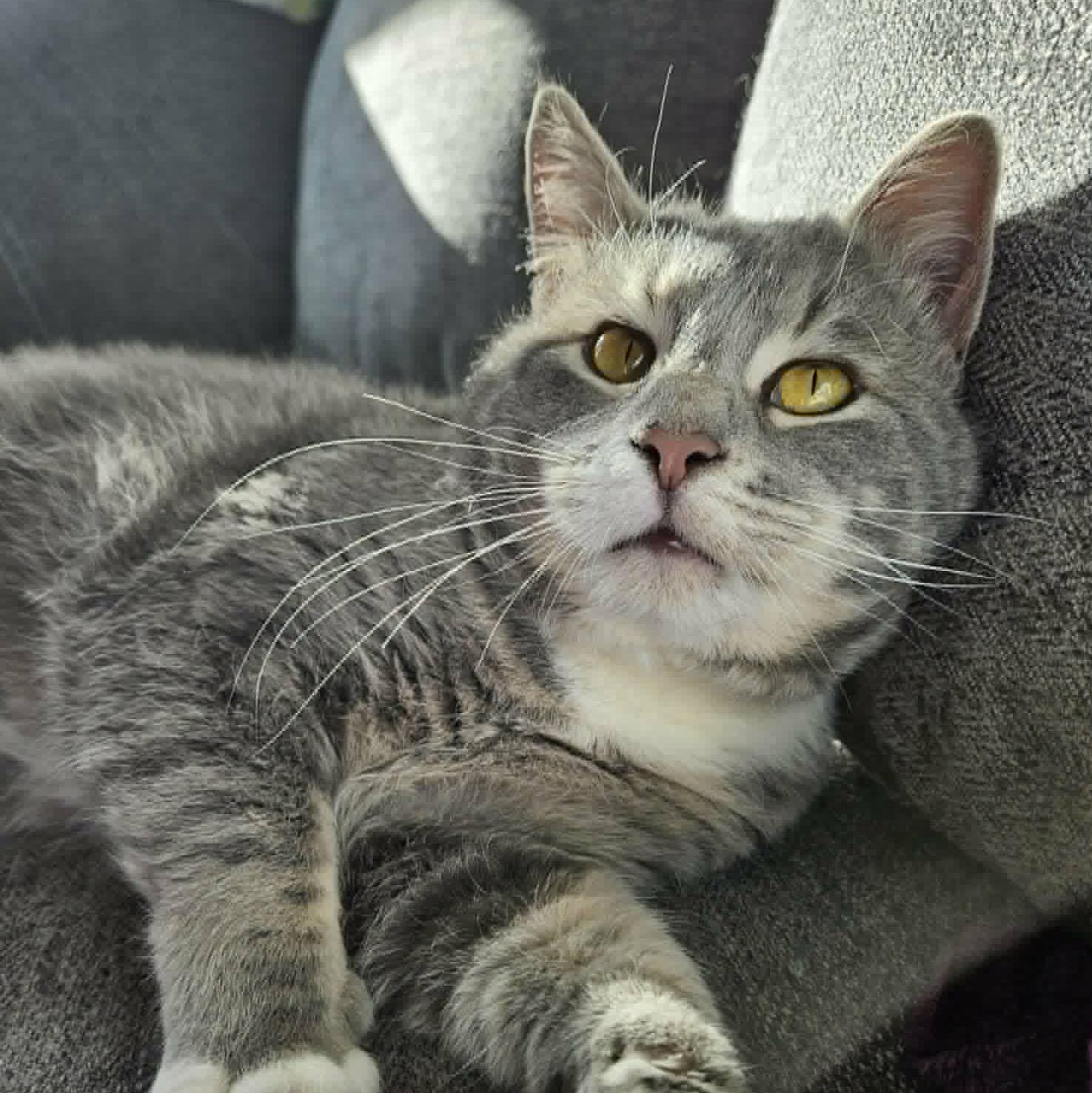 Enlarge Bubbles, a ADOPTABLE mixed breed in Harrisburg, PA image 5/6