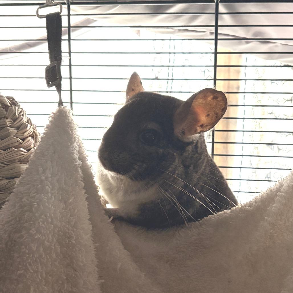 Minccino, Adoptable, Adult Male Chinchilla.