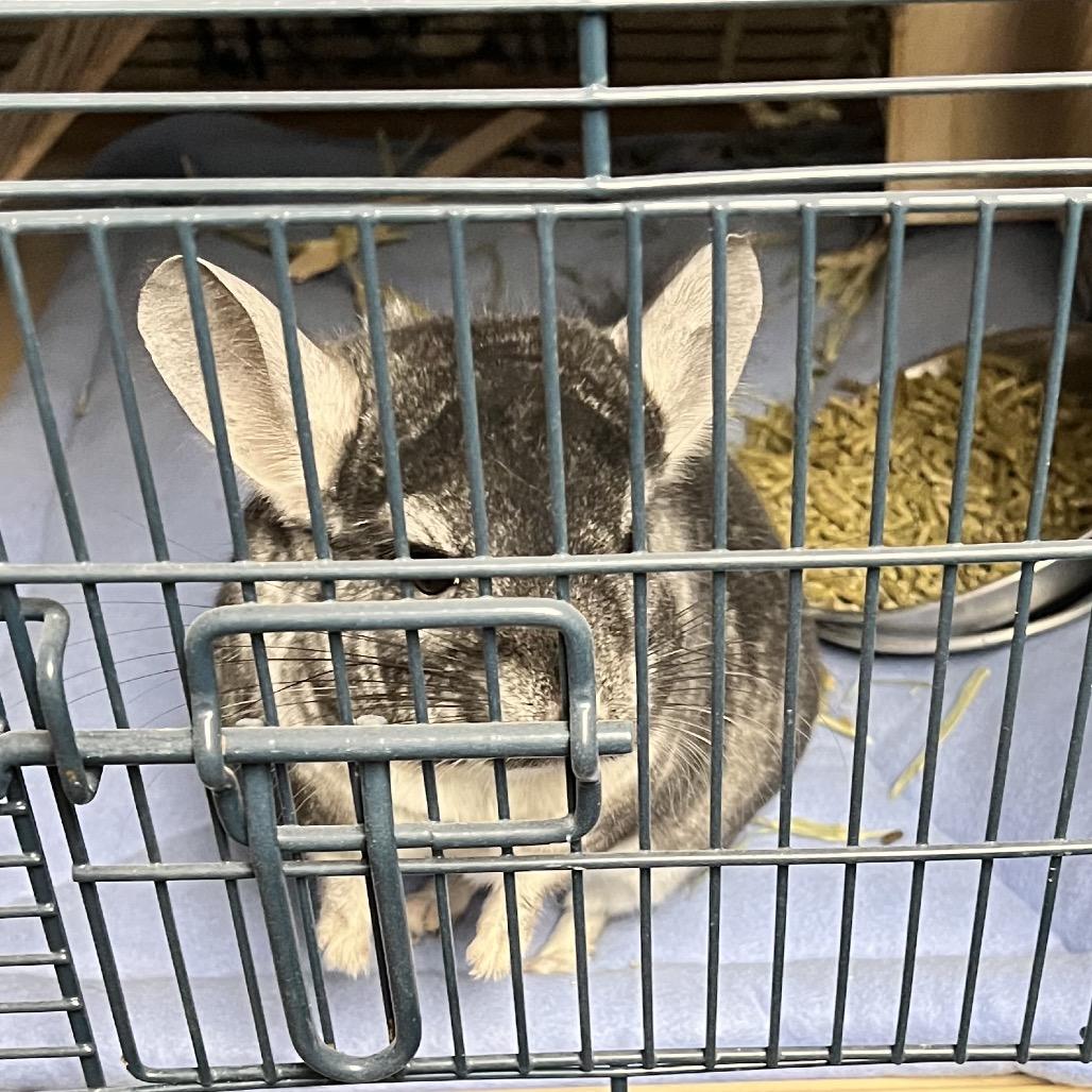 Enlarge Minccino, a Adoptable Chinchilla in Chillicothe, IL image 2/5