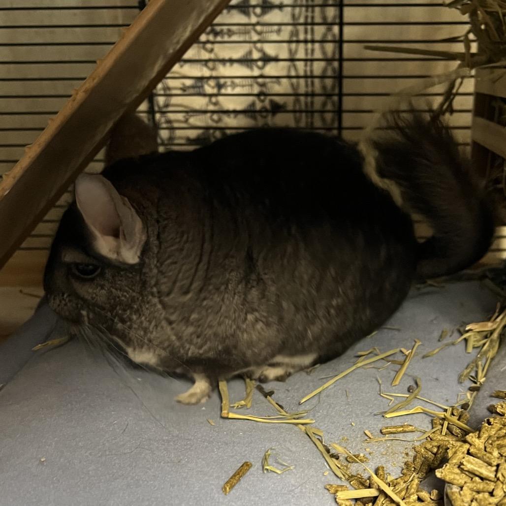 Enlarge Minccino, a Adoptable Chinchilla in Chillicothe, IL image 3/5