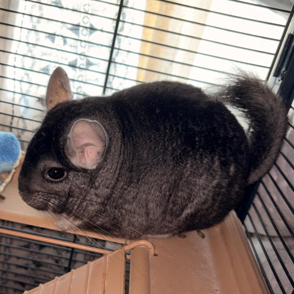 Enlarge Minccino, a Adoptable Chinchilla in Chillicothe, IL image 4/5