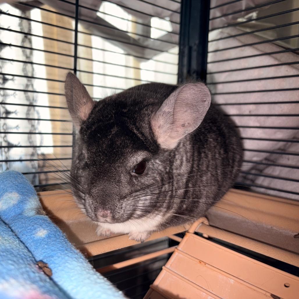 Enlarge Minccino, a Adoptable Chinchilla in Chillicothe, IL image 5/5