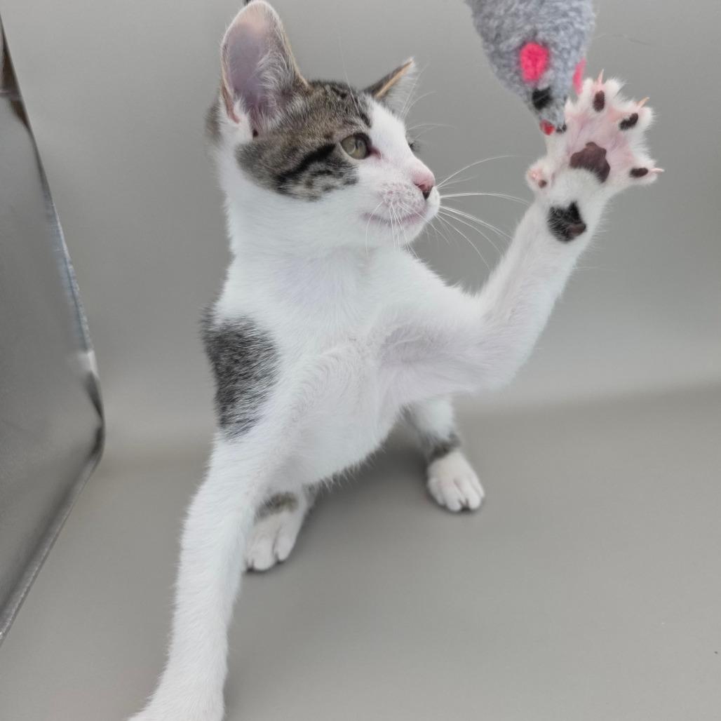 Molly, Adoptable, Kitten Female Domestic Short Hair.