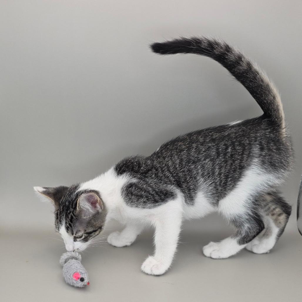 Enlarge Molly, a Adoptable Domestic Short Hair in Williston, FL image 2/4