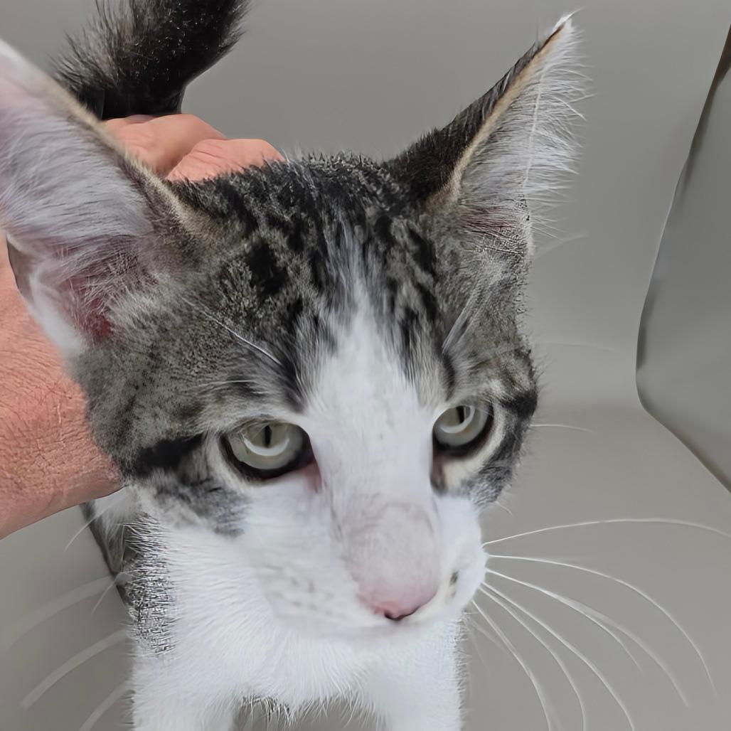 Enlarge Molly, a Adoptable Domestic Short Hair in Williston, FL image 3/4