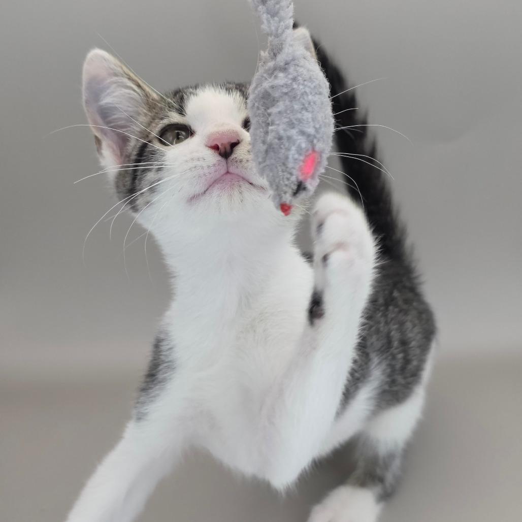 Enlarge Molly, a Adoptable Domestic Short Hair in Williston, FL image 4/4