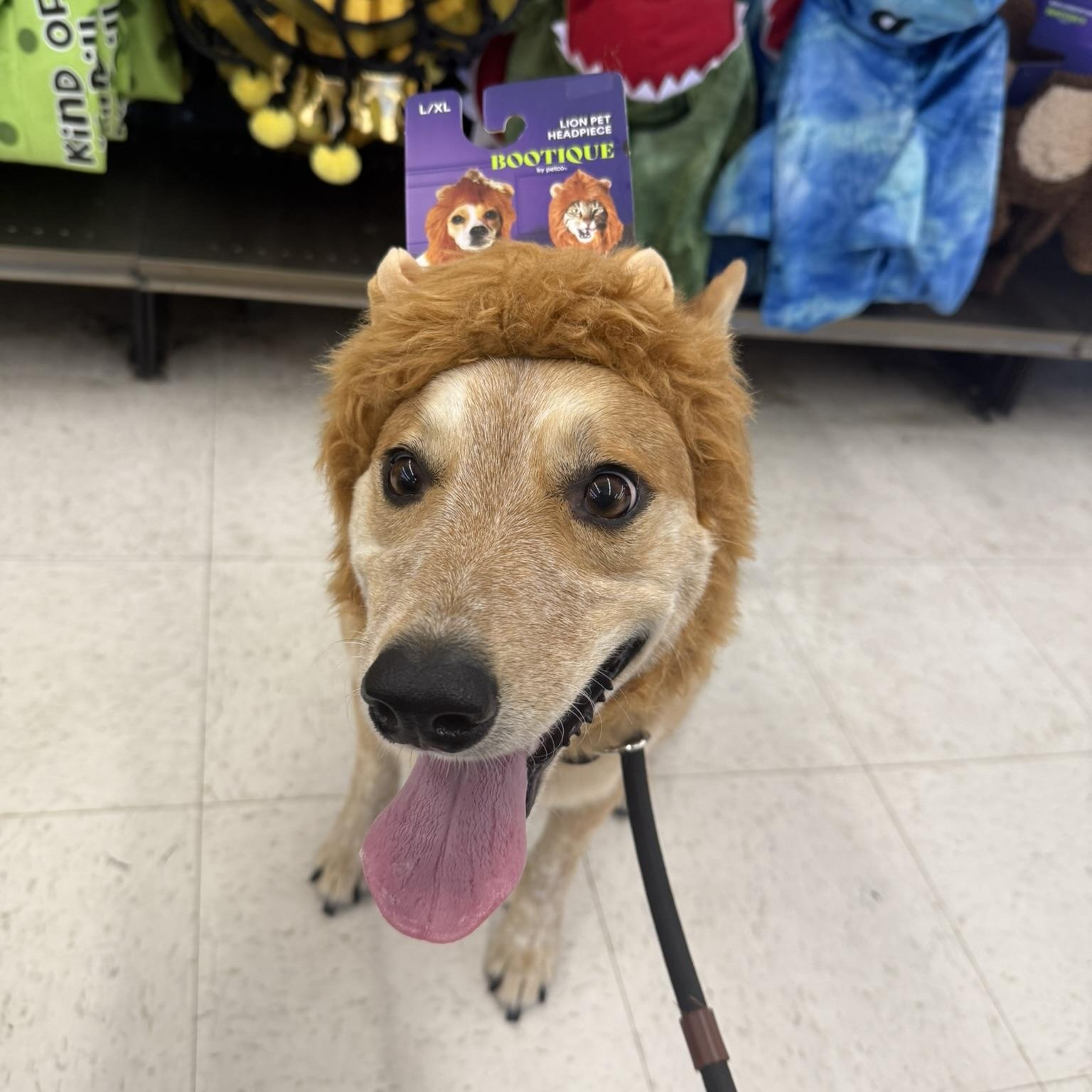 Enlarge Duke, a ADOPTABLE mixed breed in San Diego, CA image 4/6