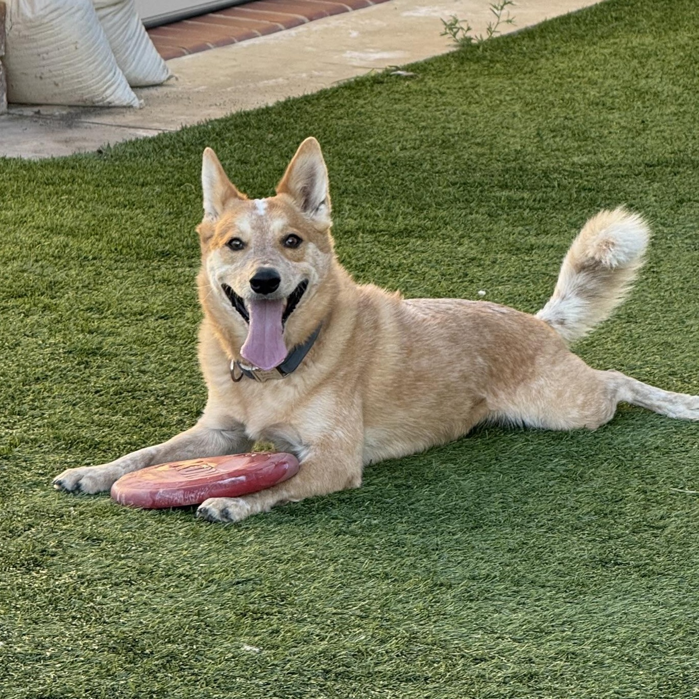 Enlarge Duke, a ADOPTABLE mixed breed in San Diego, CA image 2/6