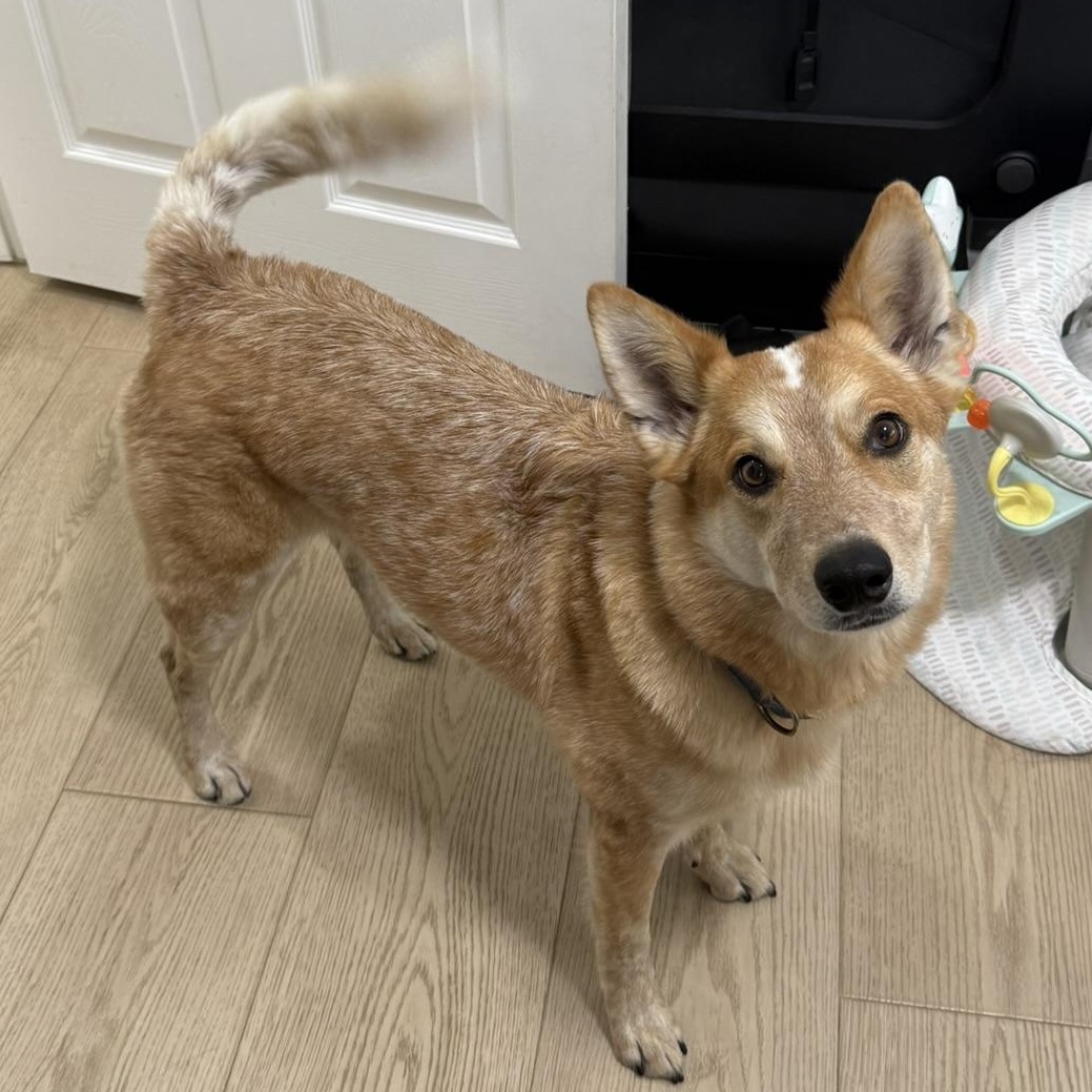 Enlarge Duke, a ADOPTABLE mixed breed in San Diego, CA image 6/6