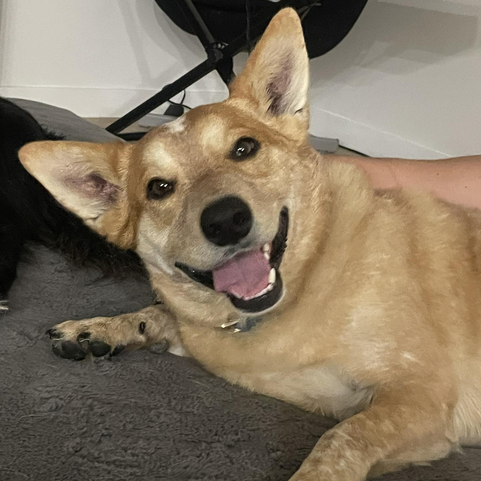 Enlarge Duke, a ADOPTABLE mixed breed in San Diego, CA image 3/6