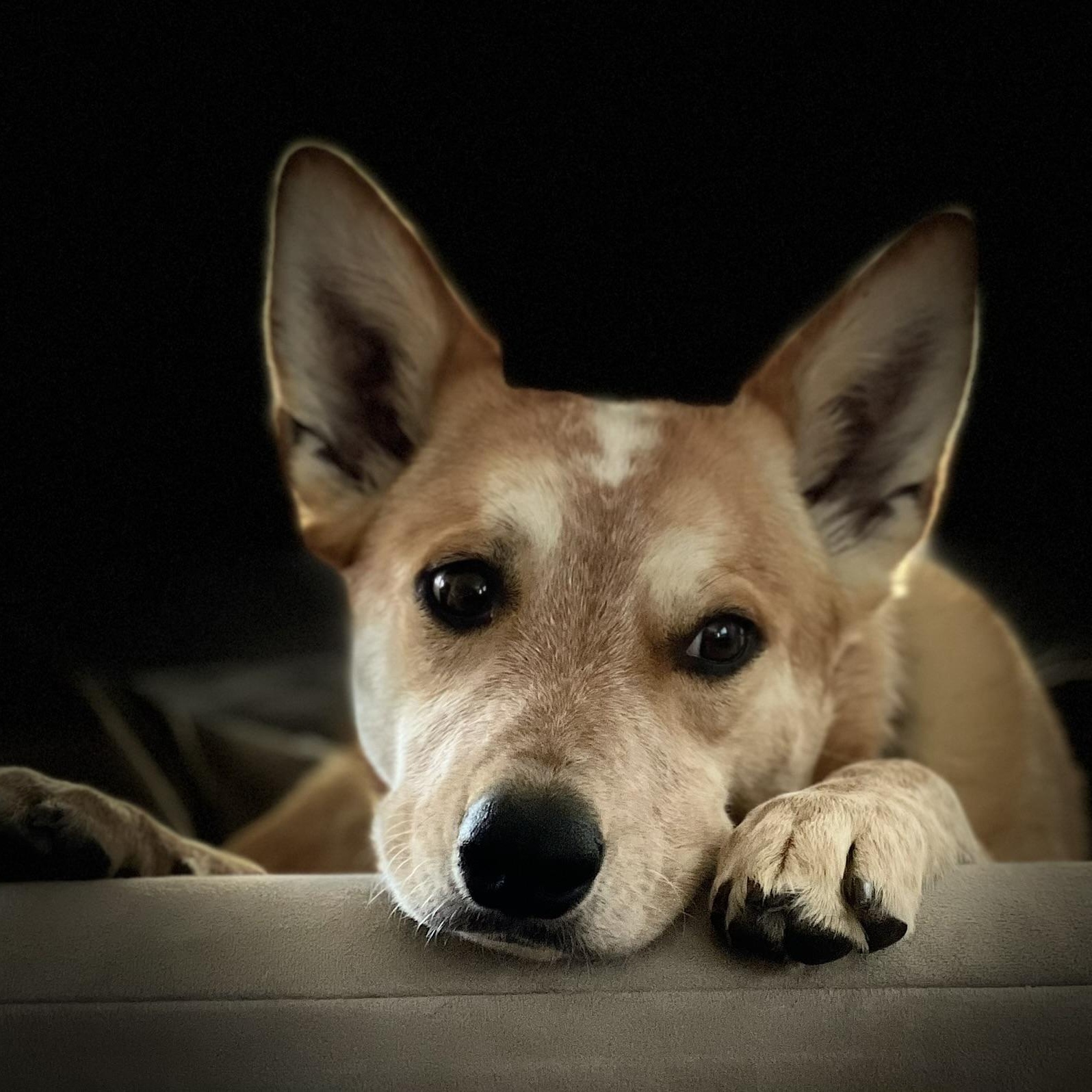 Duke, ADOPTABLE, Adult Male Australian Cattle Dog / Blue Heeler & Husky.