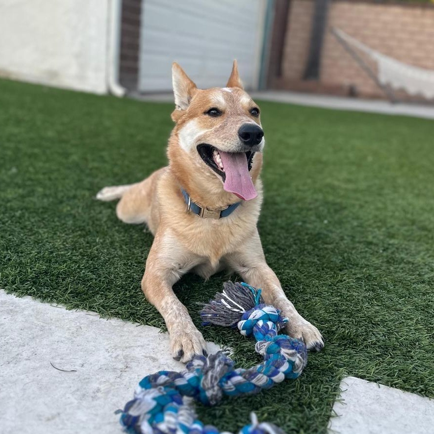 Enlarge Duke, a ADOPTABLE mixed breed in San Diego, CA image 5/6