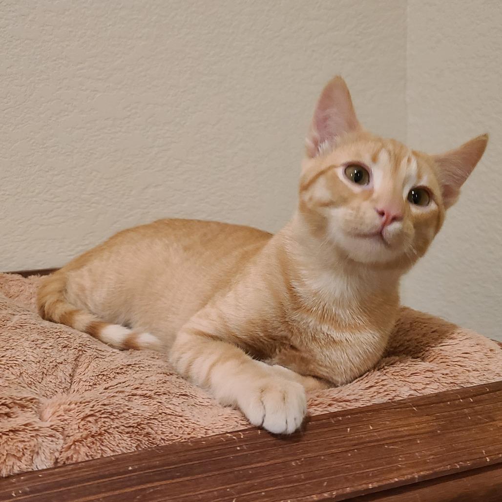 Sammy C007300, Adoptable, Adult Male Domestic Short Hair.