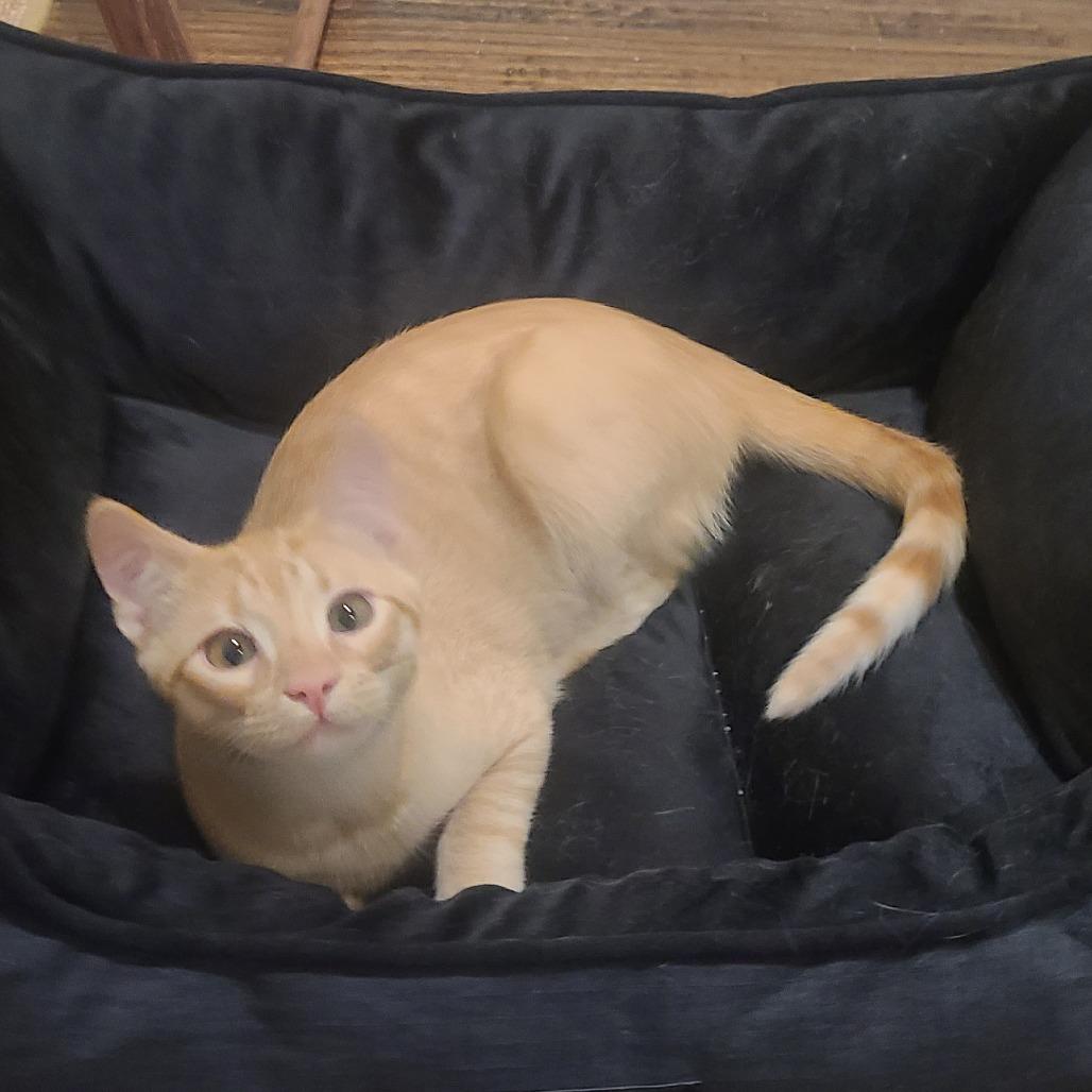 Enlarge Sammy C007300, a Adoptable Domestic Short Hair in Prosper, TX image 2/3