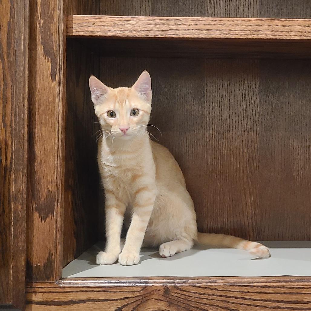 Enlarge Sammy C007300, a Adoptable Domestic Short Hair in Prosper, TX image 3/3