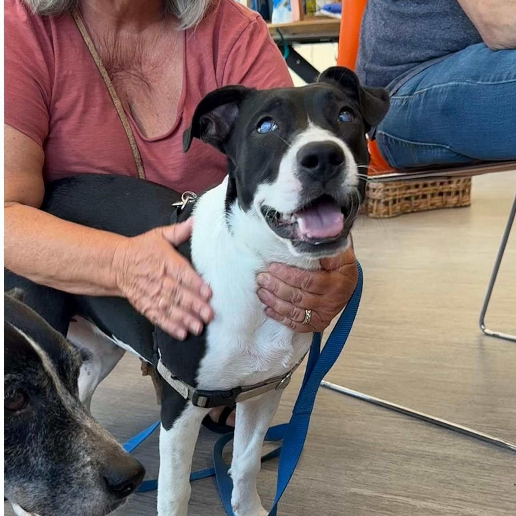 Enlarge Wendy, a Adoptable mixed breed in Savannah, GA image 2/3