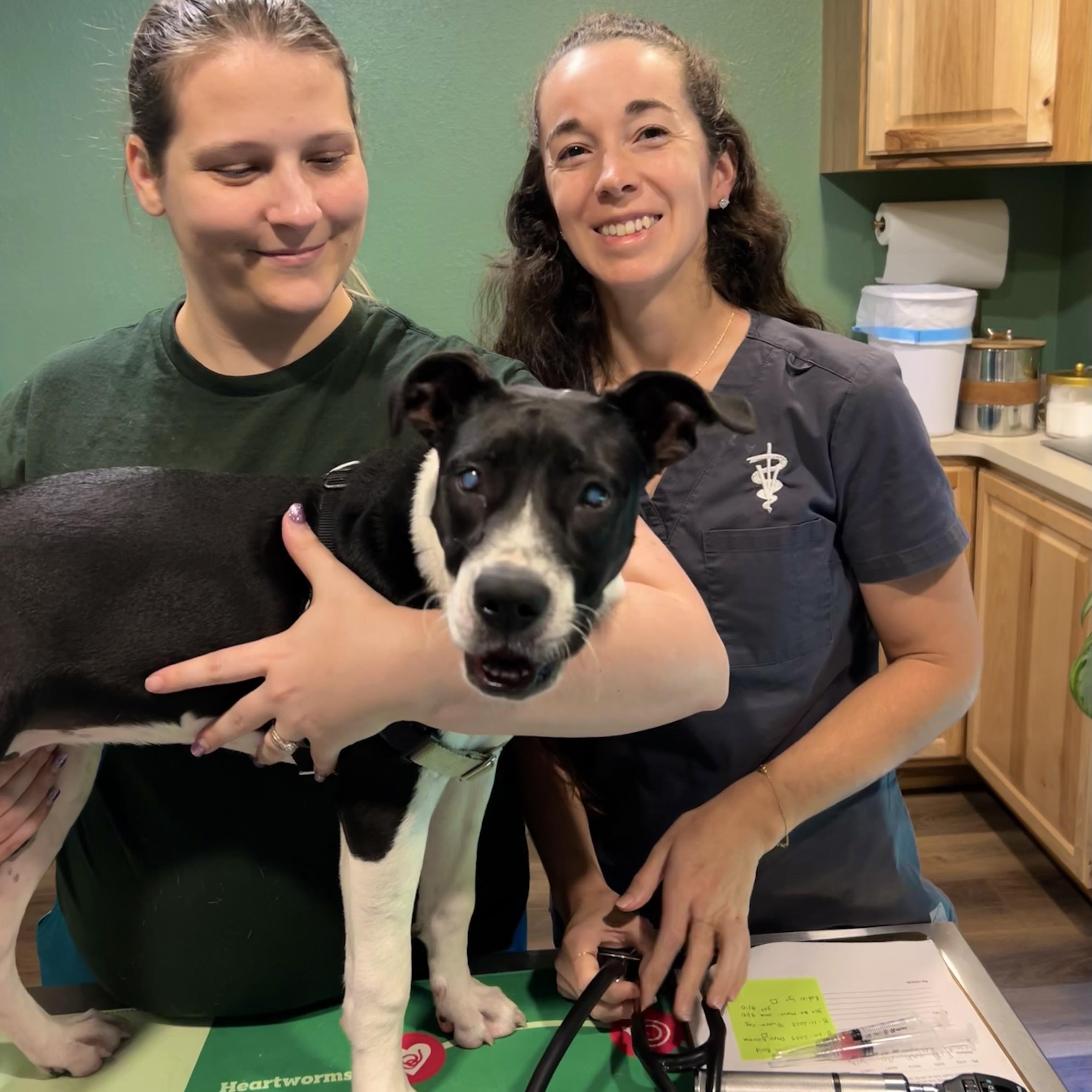 Enlarge Wendy, a Adoptable mixed breed in Savannah, GA image 3/3