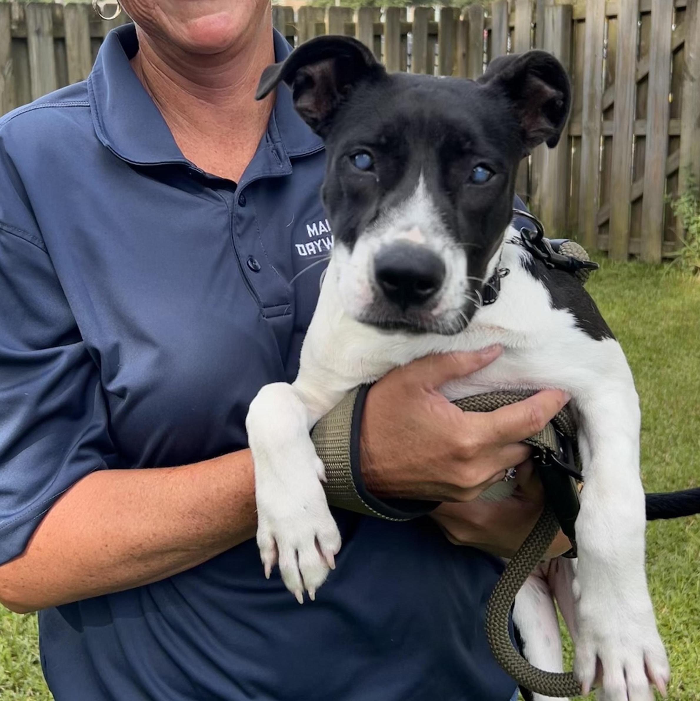 Enlarge Wendy, a Adoptable mixed breed in Savannah, GA image 1/3