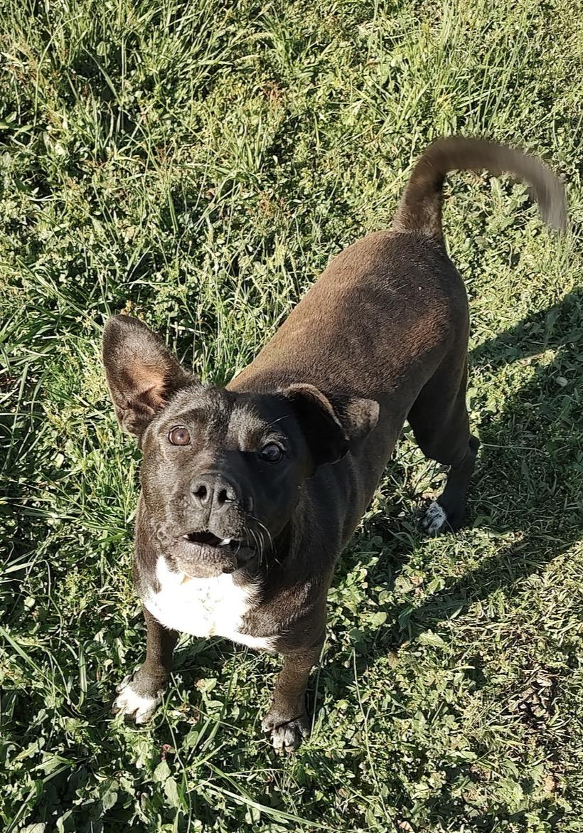 Winston, ADOPTABLE, Young Male American Bulldog & Labrador Retriever.