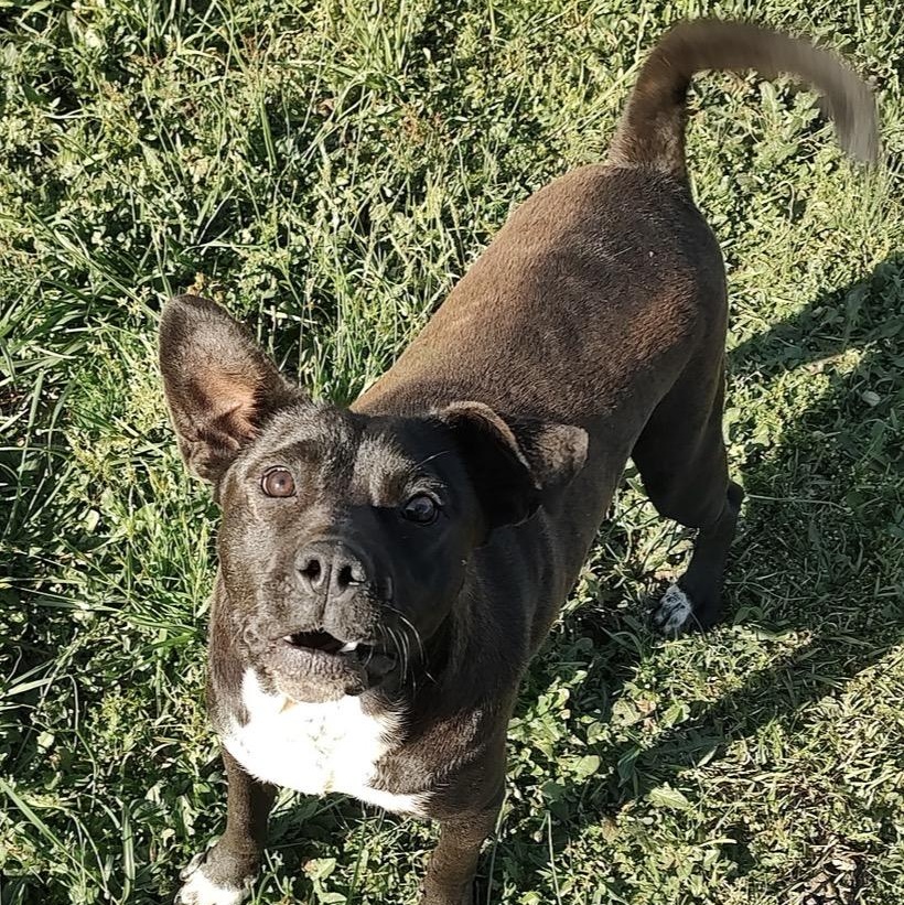 Enlarge Winston, a Adoptable mixed breed in Williamston, SC image 2/2
