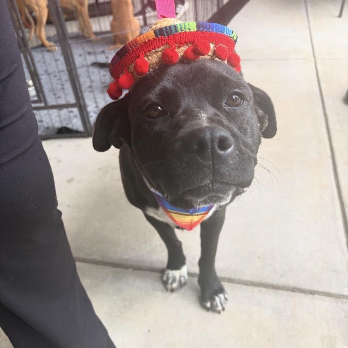 Winston, Adoptable, Young Male American Bulldog & Labrador Retriever.