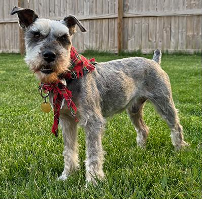 Enlarge Danny, a ADOPTABLE Miniature Schnauzer in Miamisburg, OH image 2/5