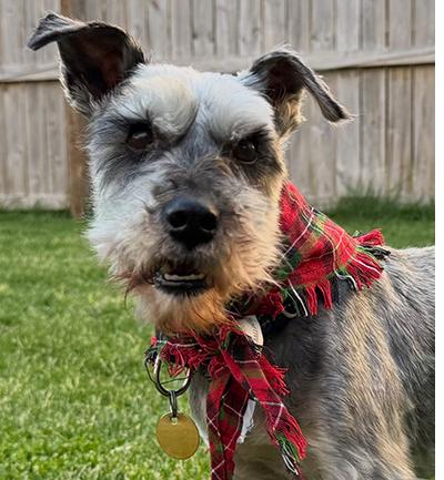 Enlarge Danny, a ADOPTABLE Miniature Schnauzer in Miamisburg, OH image 1/5
