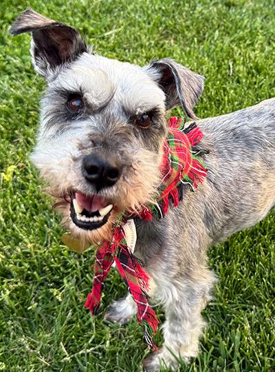 Enlarge Danny, a ADOPTABLE Miniature Schnauzer in Miamisburg, OH image 5/5