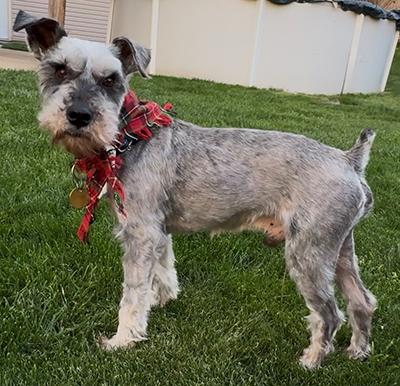 Enlarge Danny, a ADOPTABLE Miniature Schnauzer in Miamisburg, OH image 4/5