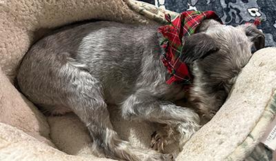 Enlarge Danny, a ADOPTABLE Miniature Schnauzer in Miamisburg, OH image 3/5