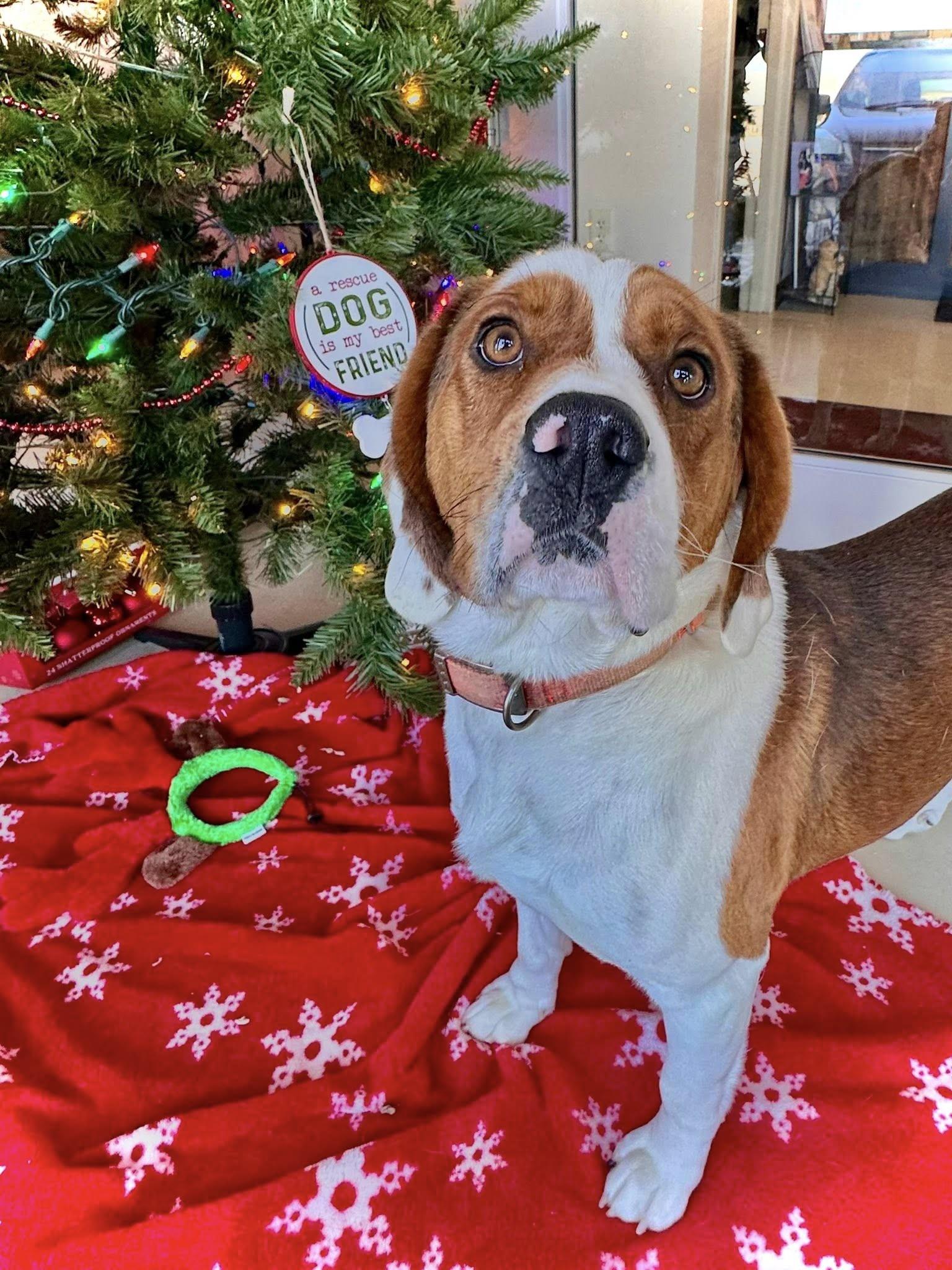 Enlarge Boyd, a ADOPTABLE mixed breed in Black River Falls, WI image 1/1