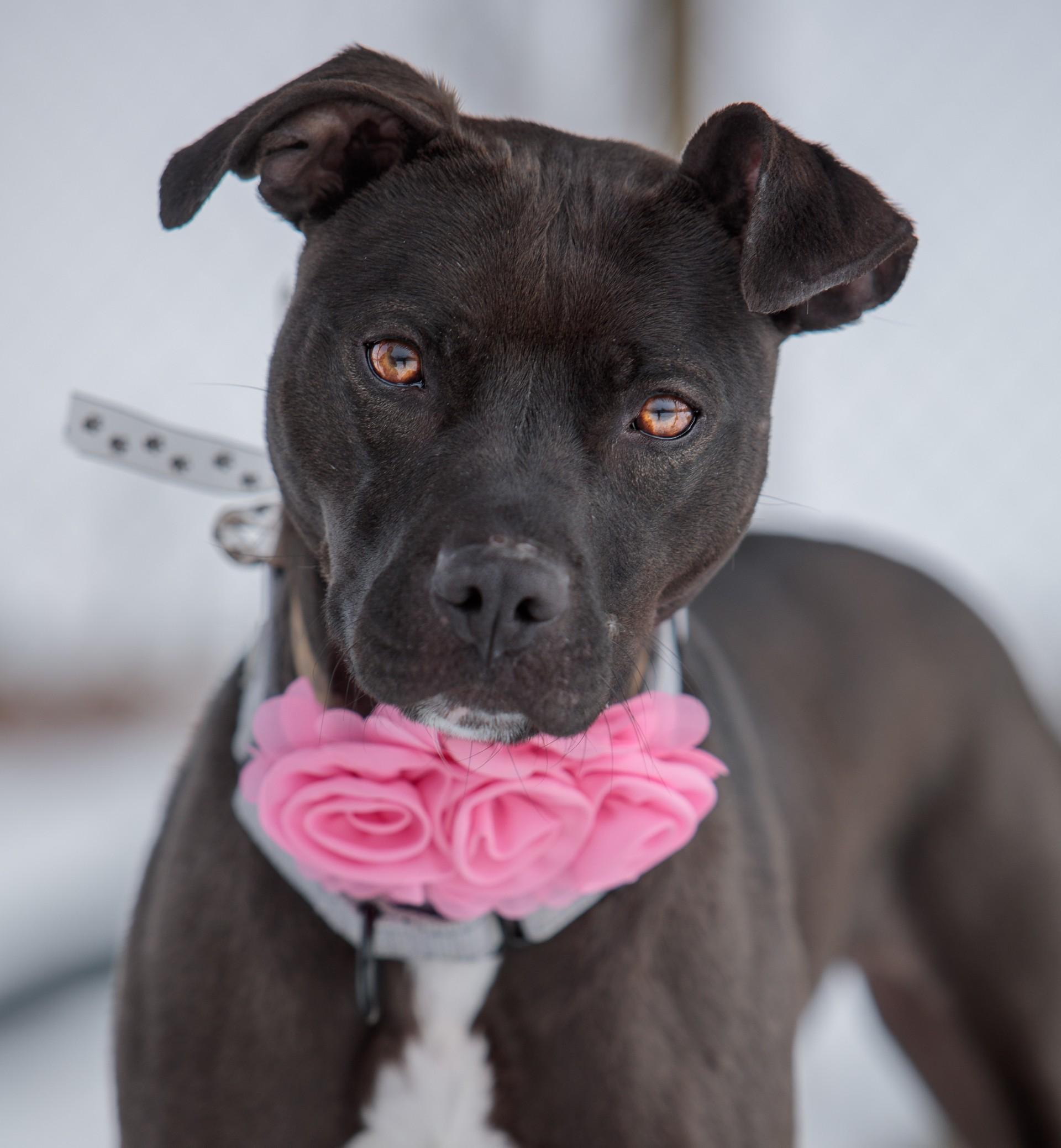 Winter, ADOPTABLE, Young Female Mixed Breed.