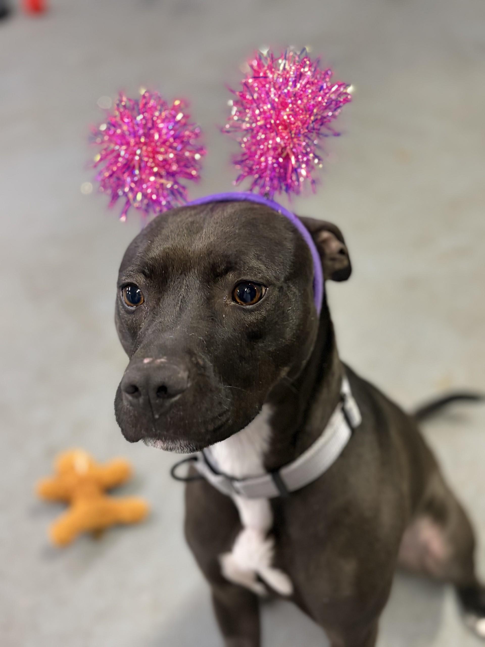 Enlarge Winter, a ADOPTABLE Mixed Breed in Cranston, RI image 2/2