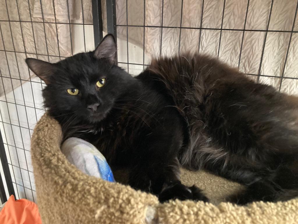 Malachai / Pixelz, Adoptable, Adult Male Domestic Medium Hair.