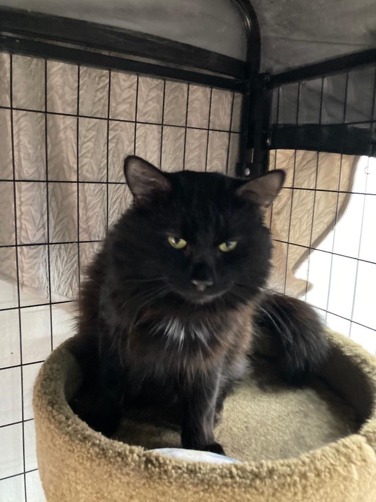 Enlarge Malachai / Pixelz, a Adoptable mixed breed in Youngtown, AZ image 2/3