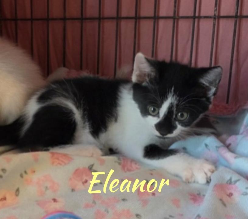 Eleonor