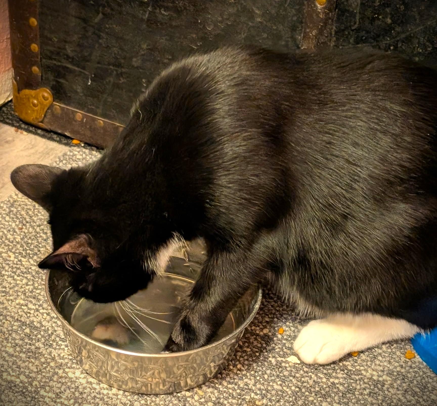 Enlarge Stymie, a Adoptable Tuxedo in Mankato, MN image 2/5